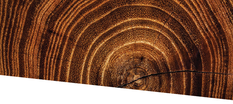 The tree rings mark the passage of time and symbolize the accumulation of wisdom and the expanding evidence and knowledge that underpins excellence in public health practice. 